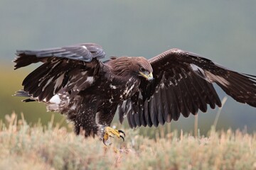 Juvenil de aguila real