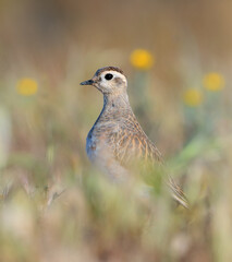 Eurasian Dotterel, Charadrius morinellus