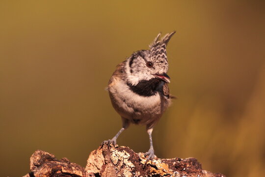 Retrato de herrerillo capuchino