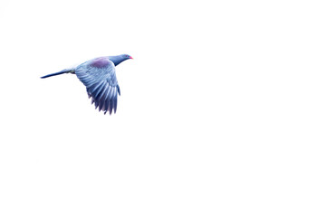 Chatham Pigeon, Hemiphaga chathamensis