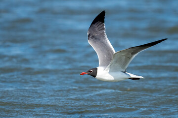 Laughing Gull, Larus atricilla