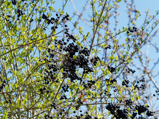 Privet bush (Ligustrum vulgare) under blue sky with half bare branches containing some clusters of black berries