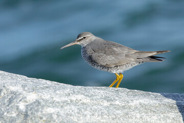 Wandering Tattler, Tringa incana
