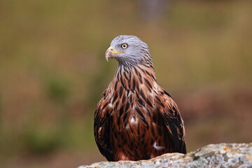 Retrato de milano real