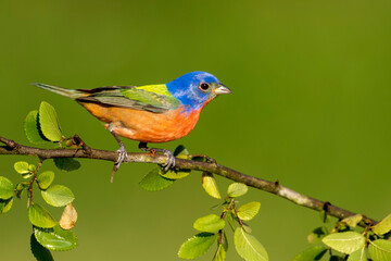 Painted Bunting, Passerina ciris