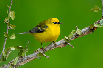 Blue-winged Warbler, Vermivora cyanoptera