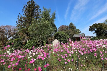 般若寺のコスモス