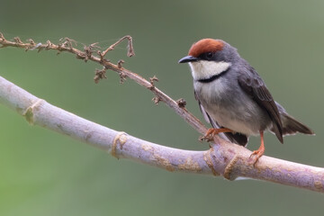 Rufous-crowned Eremomela, Eremomela badiceps