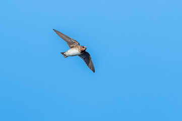 American Cliff Swallow, Petrochelidon pyrrhonota pyrrhonota