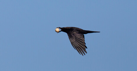 Common Raven, Corvus corax