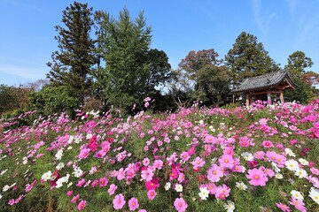 般若寺のコスモス