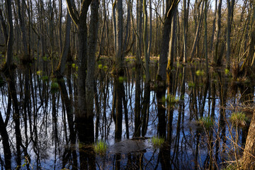 Mystischer Darßer Urwald im Frühling, Nationalpark Vorpommersche Boddenlandschaft, Mecklenburg Vorpommern, Deutschland