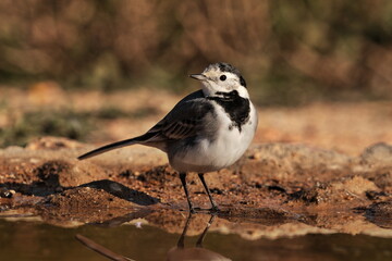 Lavandera blanca