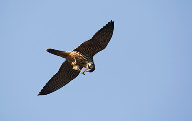 Eurasian Hobby, Falco subbuteo