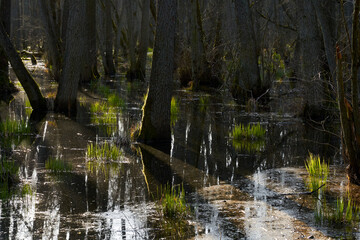 Mystischer Darßer Urwald im Frühling, Nationalpark Vorpommersche Boddenlandschaft, Mecklenburg...