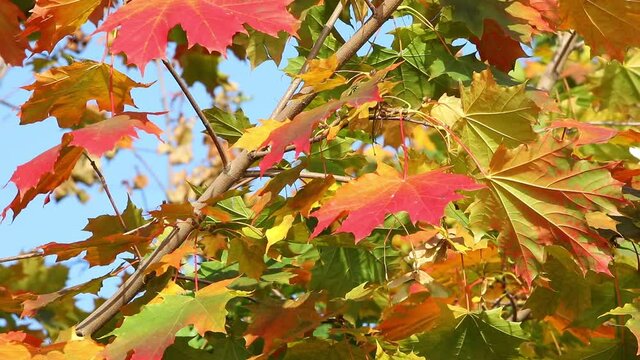The autumn trees.Beautiful view of orange maple leaves against a clear blue sky.Swaying maple branch with colorful foliage orange yellow red on a Sunny day.Natural landscape in October.Closeup