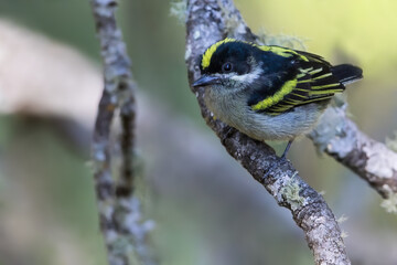Western Green Tinkerbird, Pogoniulus coryphaea