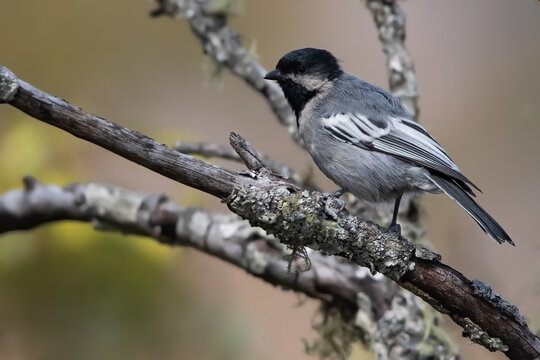 Miombo Tit, Melaniparus Griseiventris