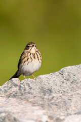 Boompieper, Tree Pipit, Anthus trivialis