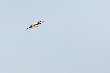 Syrische Bonte Specht, Syrian Woodpecker, Dendrocopos syriacus