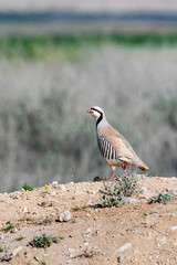 Aziatische Steenpatrijs, Chukar, Alectoris chukar