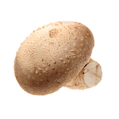  Shiitake Mushrooms Isolated on White Background stock photo