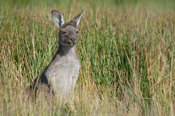 Young Western Grey Kangaroo feeding isolated by shallow depth of field fin long grass, feeding in natural wetland environment. South Australian Macropus fuliginosus detail. © Steven