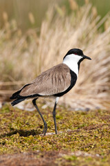 Sporenkievit, Spur-winged Plover, Vanellus spinosus