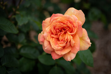 Beautiful single Orange Rose in landscape orientation. One rose separated by shallow depth of field., beautiful spring bloom.