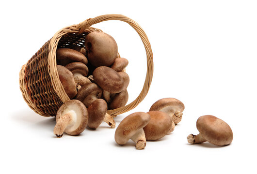  Shiitake Mushrooms Isolated on White Background stock photo