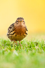 Roodkeelpieper, Red-throated Pipit, Anthus cervinus