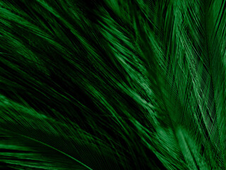 Beautiful abstract green feathers on dark background and black feather texture on dark pattern and green background, feather wallpaper, love theme, valentines day