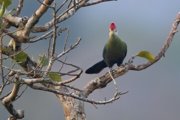 Red-crested Turaco, Tauraco erythrolophus