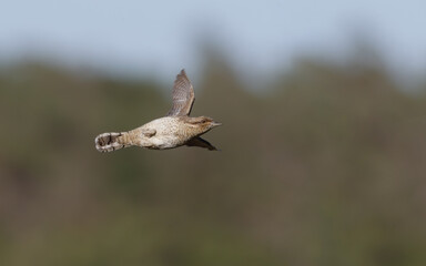 Eurasian Wryneck, Jynx torquilla