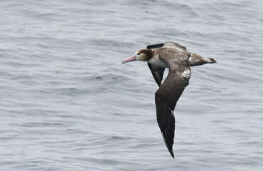 Short-tailed Albatross, Phoebastria albatrus