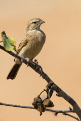 Lark-like Bunting, Emberiza impetuani
