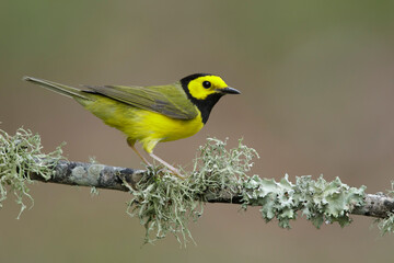 Hooded Warbler, Setophaga citrina