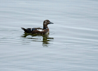 Steller's Eider, Polysticta stelleri