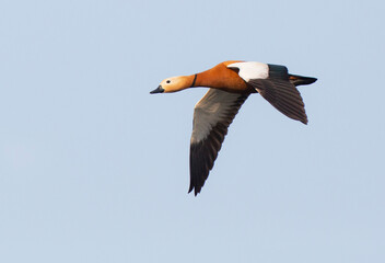 Ruddy Shelduck, Tadorna ferruginea