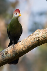 Red-crested Turaco, Tauraco erythrolophus