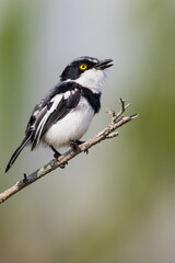 Obraz premium Angola Batis, Batis minulla