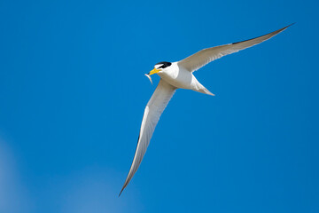 Least Tern, Sternula antillarum