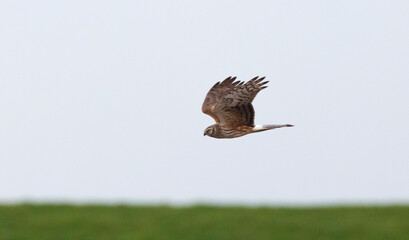 Hen Harrier, Circus cyaneus