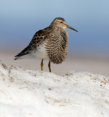 Pectoral Sandpiper, Calidris melanotos
