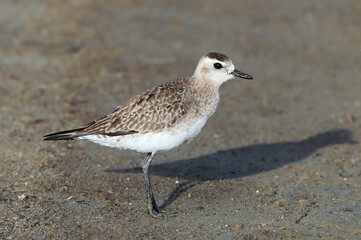 American Golden Plover, Pluvialis dominica