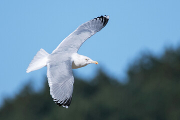 American Herring Gull, Larus smithsonianus