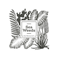 Seaweed design template. Hand drawn vector seaweeds illustration. Engraved style sea food banner. Retro sea plants background © lubovchipurko