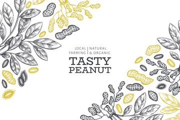 Hand drawn peanut branch and kernels design template. Organic food vector illustration on white background. Retro nut background. Engraved style botanical picture.