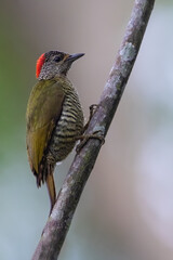Little Green Woodpecker, Campethera maculosa