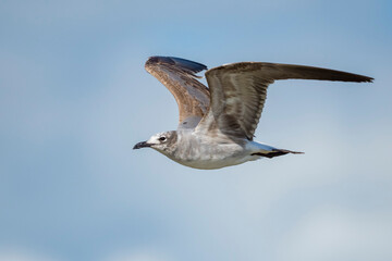 Laughing Gull, Larus atricilla